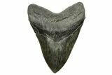 Fossil Megalodon Tooth - Beast From South Carolina #259698-1